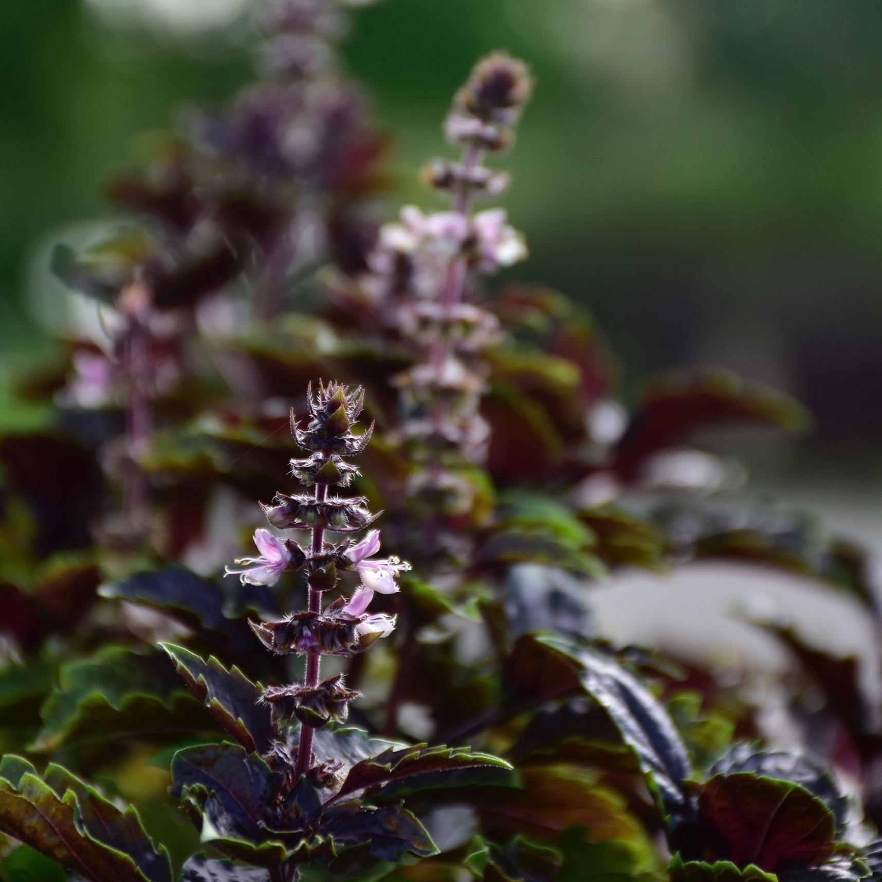 夏に活躍する植物 ハーブと暑さに強い多年草 庭仕事講座 News フィーカ