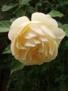 咲きすすむとこんな色。