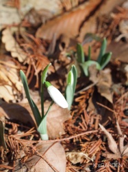 snowdrop in my garden