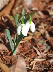 snowdrop come into bloom !