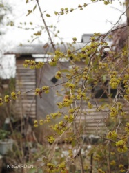 アブラチャンの花が咲いています。