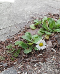 毎年5cmの隙間で咲くデイジー