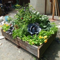 ポタジェ風野菜の寄せ植え