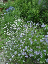 淡紫色のアスペルラ ブルーミスト