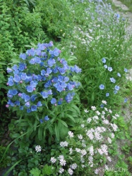 濃いブルーのエキウム ブルガレ