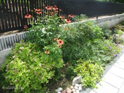 2年前に植栽したお庭。6月の花。